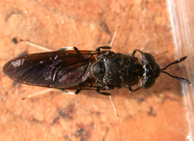 Hermetia illucens Hermetia illucens